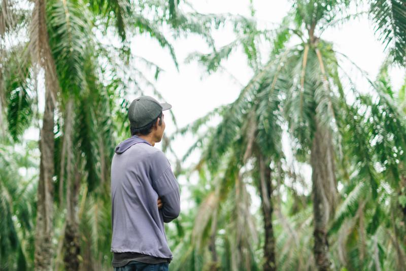 The Urgency of Making Oil Palm More Sustainable