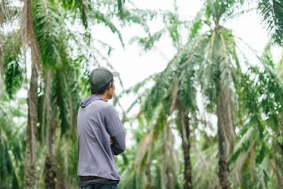 The Urgency of Making Oil Palm More Sustainable